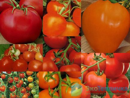 Кращі сорти і гібриди помідорів для білорусі для теплиць