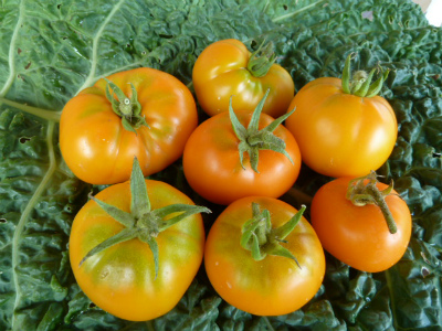 Кращі сорти томатів для теплиці - город без турбот