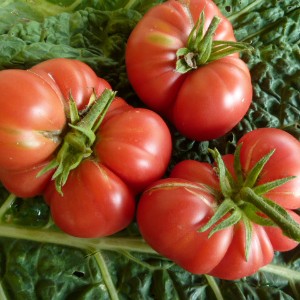 Кращі сорти томатів для теплиці - город без турбот