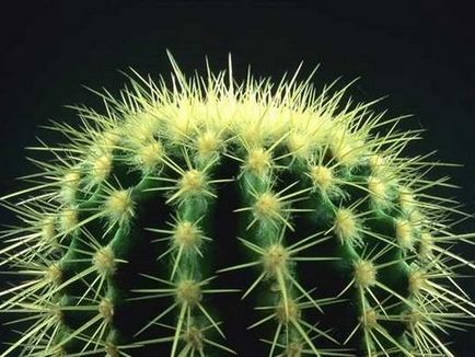 A mágikus tulajdonságait kaktusz, SWZ Fórum