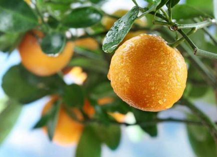 Mandarine pentru proprietăți utile de scădere în greutate și dietă cu rețete delicioase