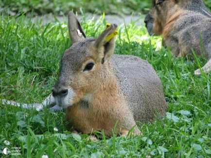 Mara - iepure patagonian, amuzant în imagini