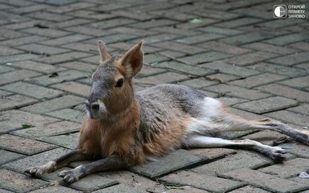 Mara - iepure patagonian, amuzant în imagini