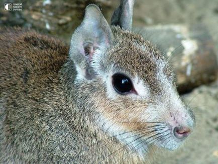 Mara - iepure patagonian, amuzant în imagini