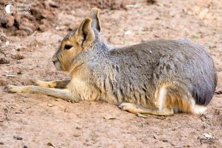 Mara - iepure patagonian, amuzant în imagini