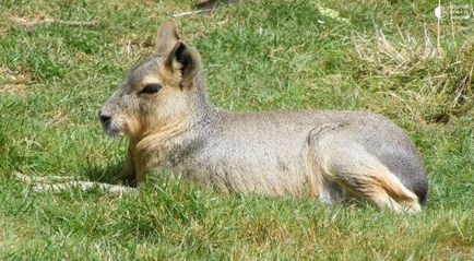 Mara - iepure patagonian, amuzant în imagini