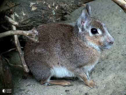 Mara - iepure patagonian, amuzant în imagini