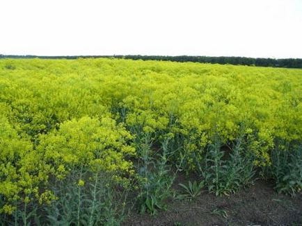 Масло усьми для волосся відгуки, властивості, застосування