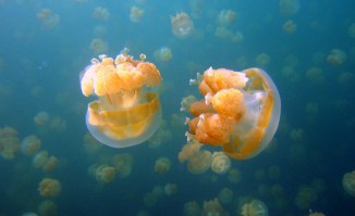 Медузи в Таїланді - чи варто їх боятися і чим небезпечні медузи