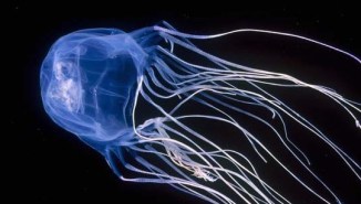 Медузи в Таїланді - чи варто їх боятися і чим небезпечні медузи