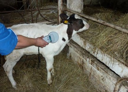 Методи ідентифікації поголів'я ВРХ на фермі - центр Підвищення ефектівності в тваринництві