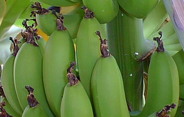 Міні банани на підвіконні