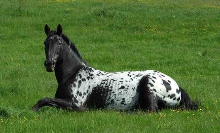 Myshasty ló (50 fotó) A szokatlan színe a ló