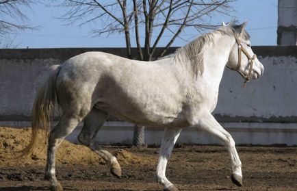 Mouse Horse (50 de fotografii) costume neobișnuite cai