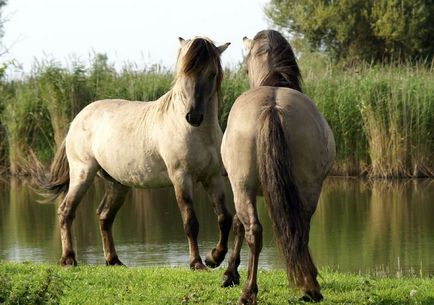 Mouse Horse (50 de fotografii) costume neobișnuite cai