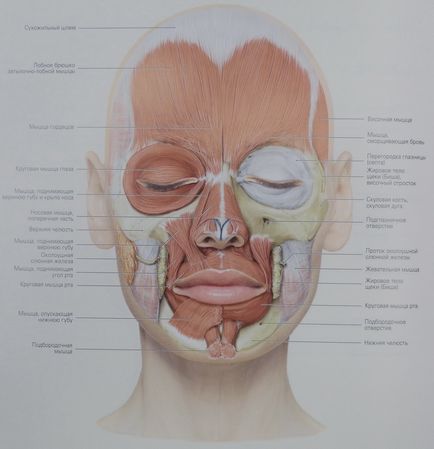 Muschii se confruntă cu anatomie, fotografie