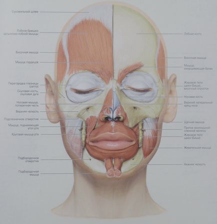 М'язи обличчя анатомія, фото