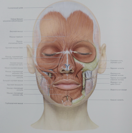 М'язи обличчя анатомія, фото