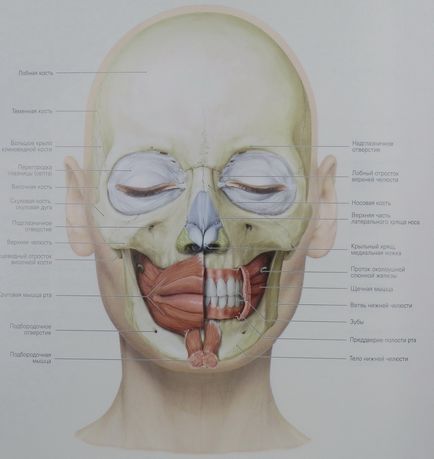 Muschii se confruntă cu anatomie, fotografie