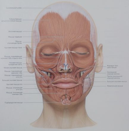 Muschii se confruntă cu anatomie, fotografie