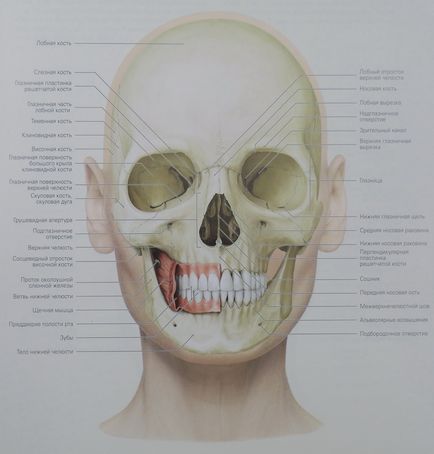 Muschii se confruntă cu anatomie, fotografie