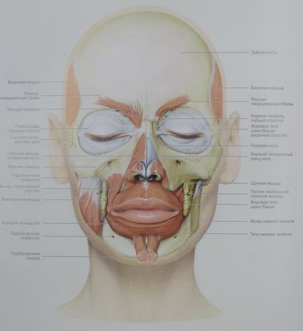 Muschii se confruntă cu anatomie, fotografie