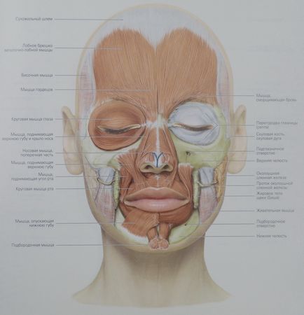 Muschii se confruntă cu anatomie, fotografie