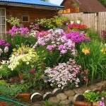 Flori perene pentru cabana de vară (41 fotografii) înflorire toate varietățile de vară, varietăți mari, nepretențioase, specii