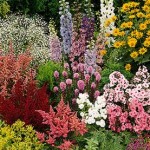 Багаторічні квіти для дачі (41 фото) квітучі все літо, високі, невибагливі сорти рослин, види