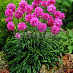 Багаторічні квіти для дачі (41 фото) квітучі все літо, високі, невибагливі сорти рослин, види