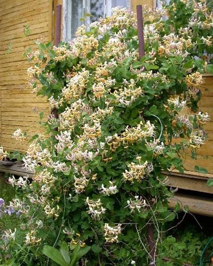 Flori perene pentru cabana de vară (41 fotografii) înflorire toate varietățile de vară, varietăți mari, nepretențioase, specii
