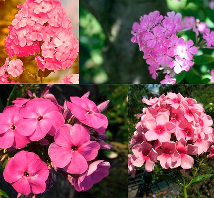 Évelő virágok a kertben - fénykép nevekkel