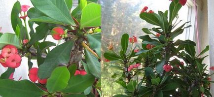 Euphorbia otthoni ápolás, virágos-blog