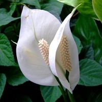 Euphorbia otthoni ápolás, virágos-blog