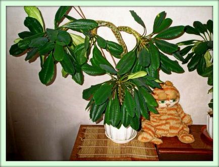 Tulichina (Euphorbia)