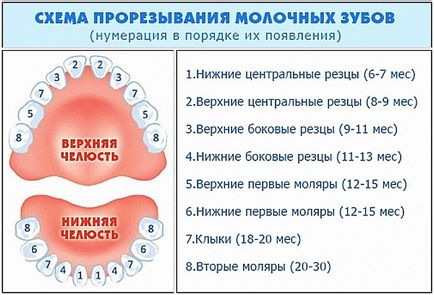 Молочний прикус зубів