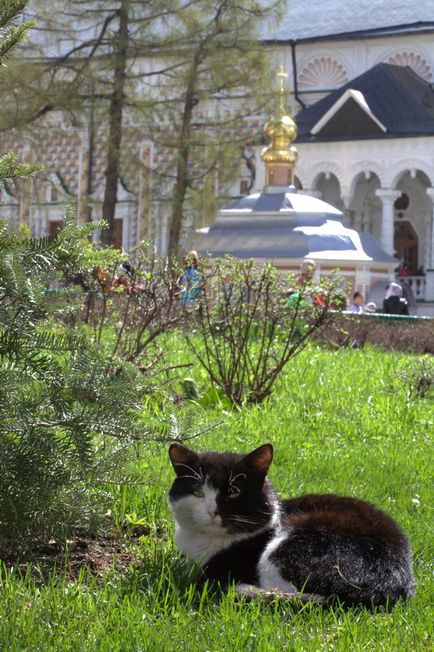 Монастирські коти надзвичайної краси