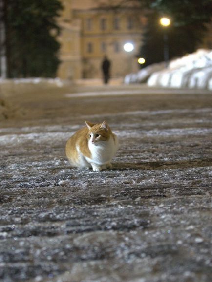 Монастирські коти надзвичайної краси