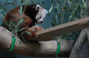 Grădina zoologică din Moscova va trece la modul de vară din 1 mai