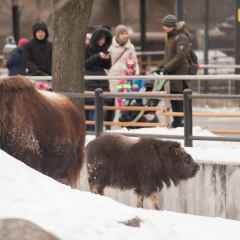 Moscova, știri, în sărbătorile de Anul Nou, Zoo-ul din Moscova va lucra fără zile libere