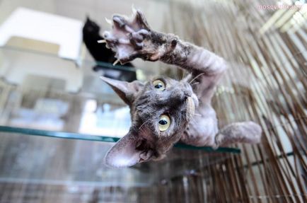 Moszkovita - 5 legdrágább és ritka macskák Oroszországban