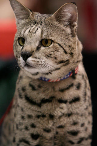 Москвичка - 5 cele mai scumpe si mai rare pisici din Rusia