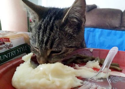 Чи можна давати кішкам картопляне пюре, кіт і кішка