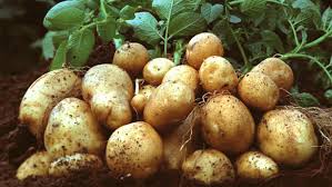 Найбільш поширені хвороби картоплі - вірусні, грибкові, бактеріальні