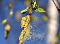 Cât de gravă este pollinoza sezonieră, alergie