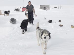 На собаках по Таймиру