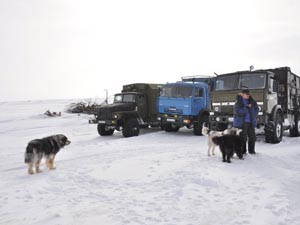 На собаках по Таймиру