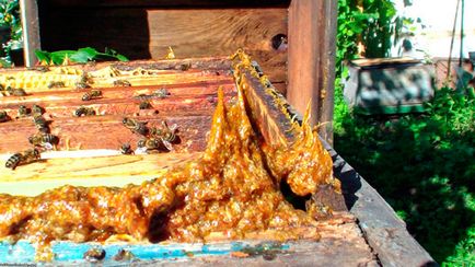 Tinctura de propolis in cazul retetelor de angina pentru copii si adulti, eficienta si metode de aplicare