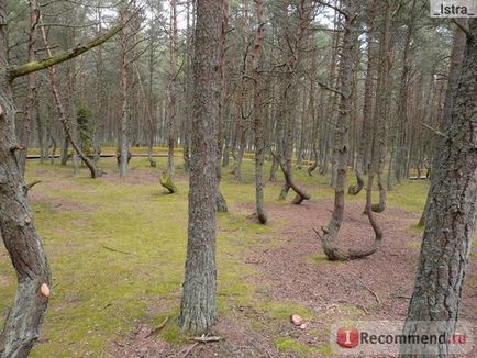 Національний парк куршская коса - «самостійно на Куршськую косу