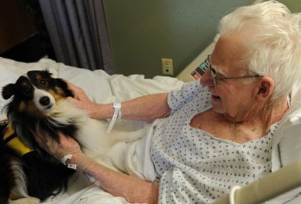 На здоров'я як любов собак і кішок рятує людей